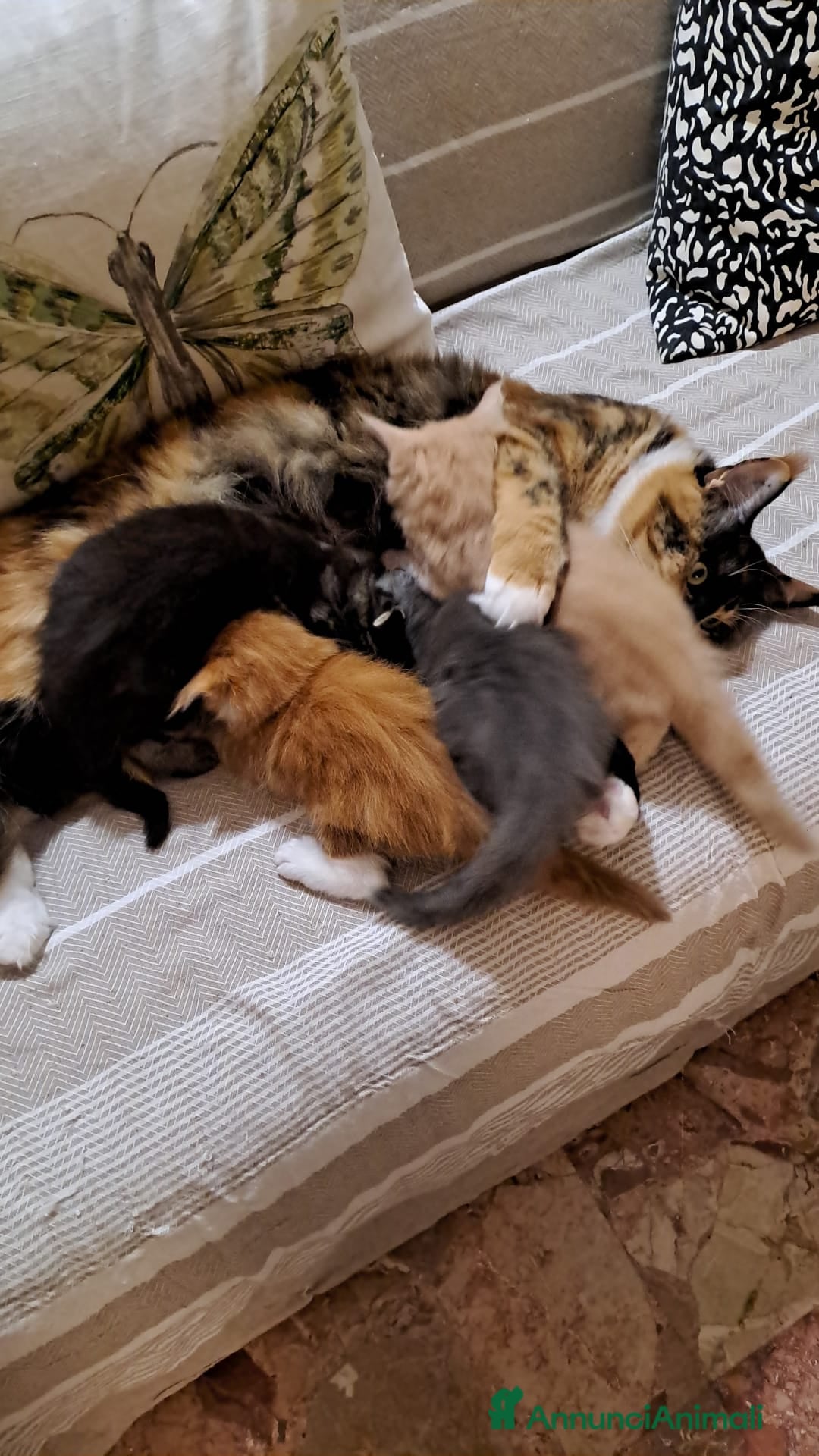 Maine Coon gatti in vendita: Cuccioli Maine Coon - Annuncio 10