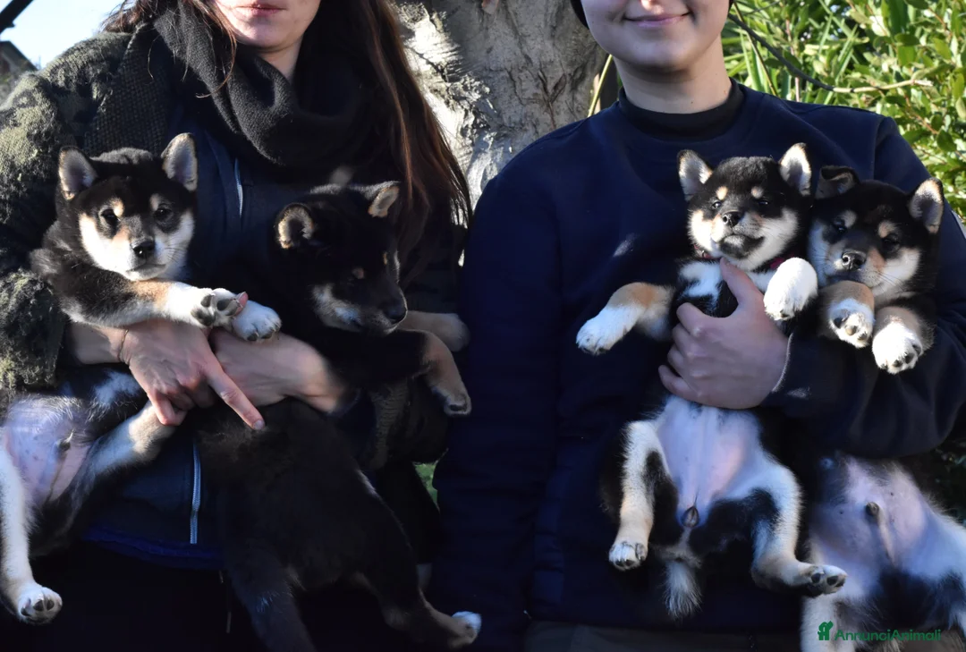 Immagine della galleria {{count}}