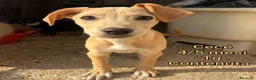 Meticcio cani in regalo: CUCCIOLI SOLI ED ESCLUSI  a Città Metropolitana di Genova - Annuncio 7
