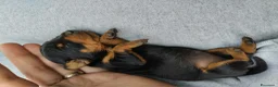 Pinscher Miniatura cani in vendita: Pinscher nano toy - Annuncio 4