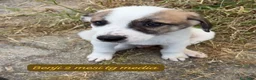 Meticcio cani in regalo: Tanti cuccioli da salvare  a Città Metropolitana di Bologna - Annuncio 4