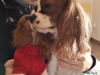 Cavalier King cani Femminuccia di Cavalier King alla Spezia - Annuncio 16