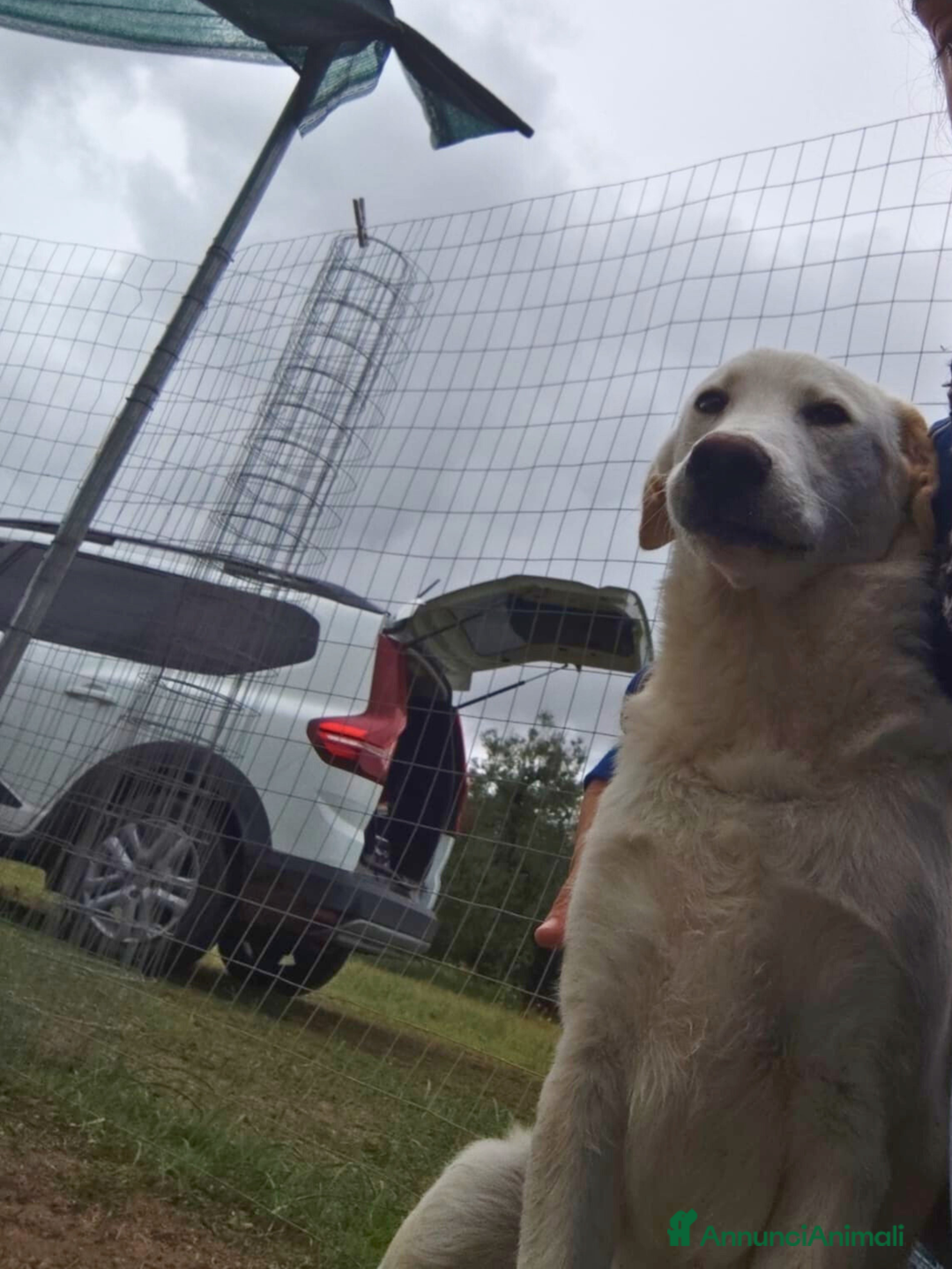 Altre razze cani in regalo: Miele - 8 Mesi - Dolce, Socievole - Annuncio 8