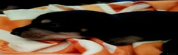 Bassotto cani in vendita: Bassotto maschio nero focato - Annuncio 4