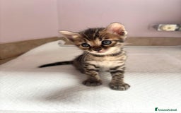 Bengala gatti in vendita: Cuccioli Bengala  a Città Metropolitana di Torino - Immagine 2