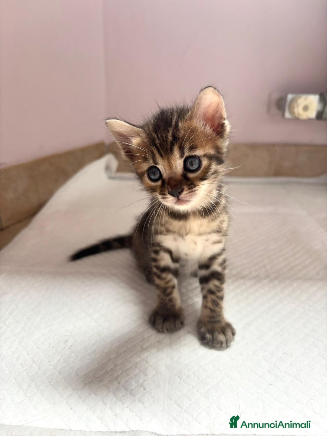 Bengala gatti in vendita: Cuccioli Bengala  a Città Metropolitana di Torino - Immagine 2