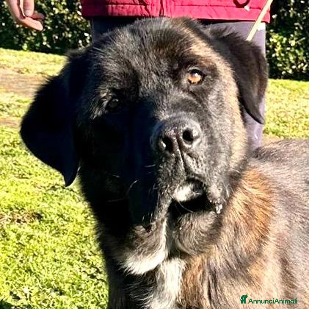 Meticcio cani in regalo: Simil Corso 5 anni - Annuncio 2