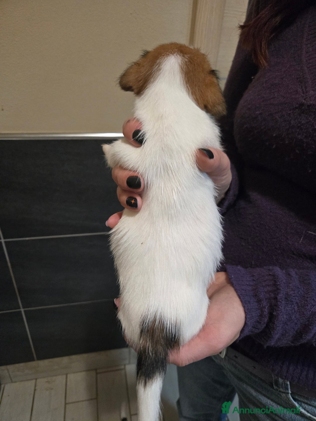 Jack Russell cani in vendita: Cuccioli Jack Russell Terrier - Annuncio 8