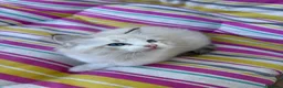 Ragdoll gatti in vendita: Famiglia ragdoll a Città Metropolitana di Torino - Annuncio 6