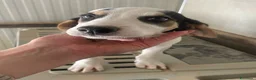 Meticcio cani in regalo: SIMPATICHE SORELLINE DI DUE MESI E MEZZO - Annuncio 1