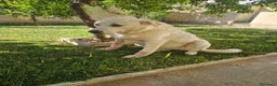 Meticcio cani in regalo: Consuelo: dolce, equilibrata, socievole  - Annuncio 14