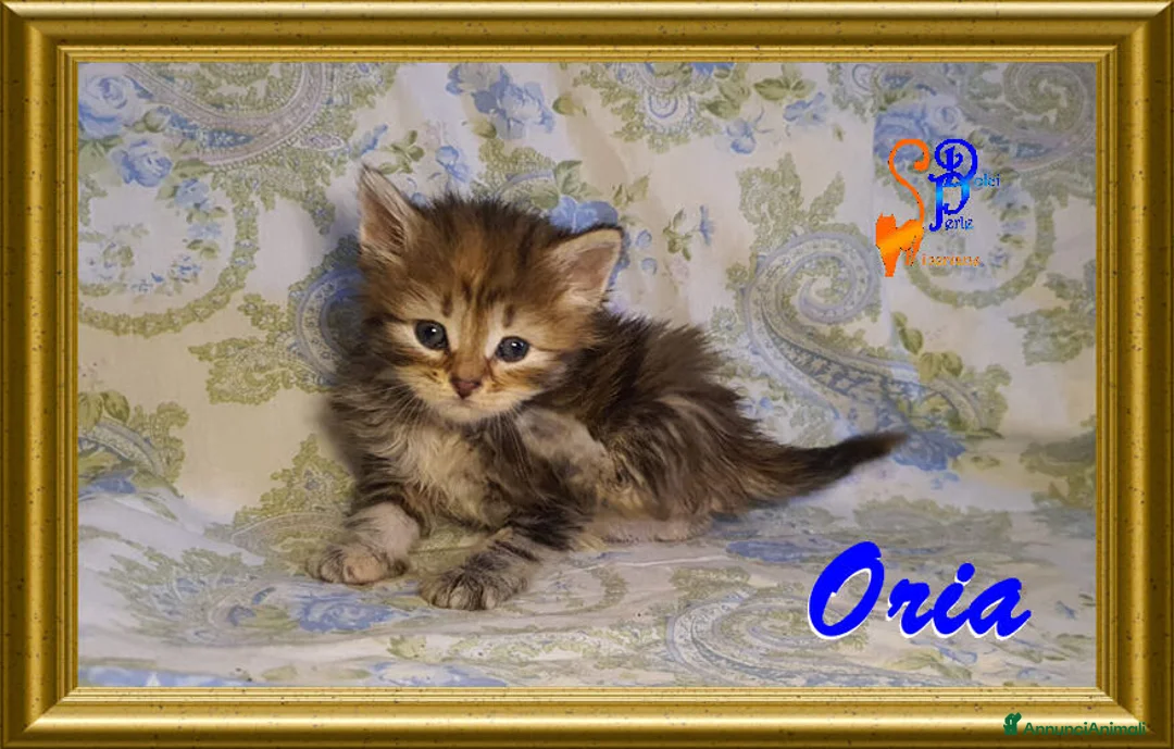 Siberiano gatti in vendita: cuccioli gattini siberiani - Annuncio 8