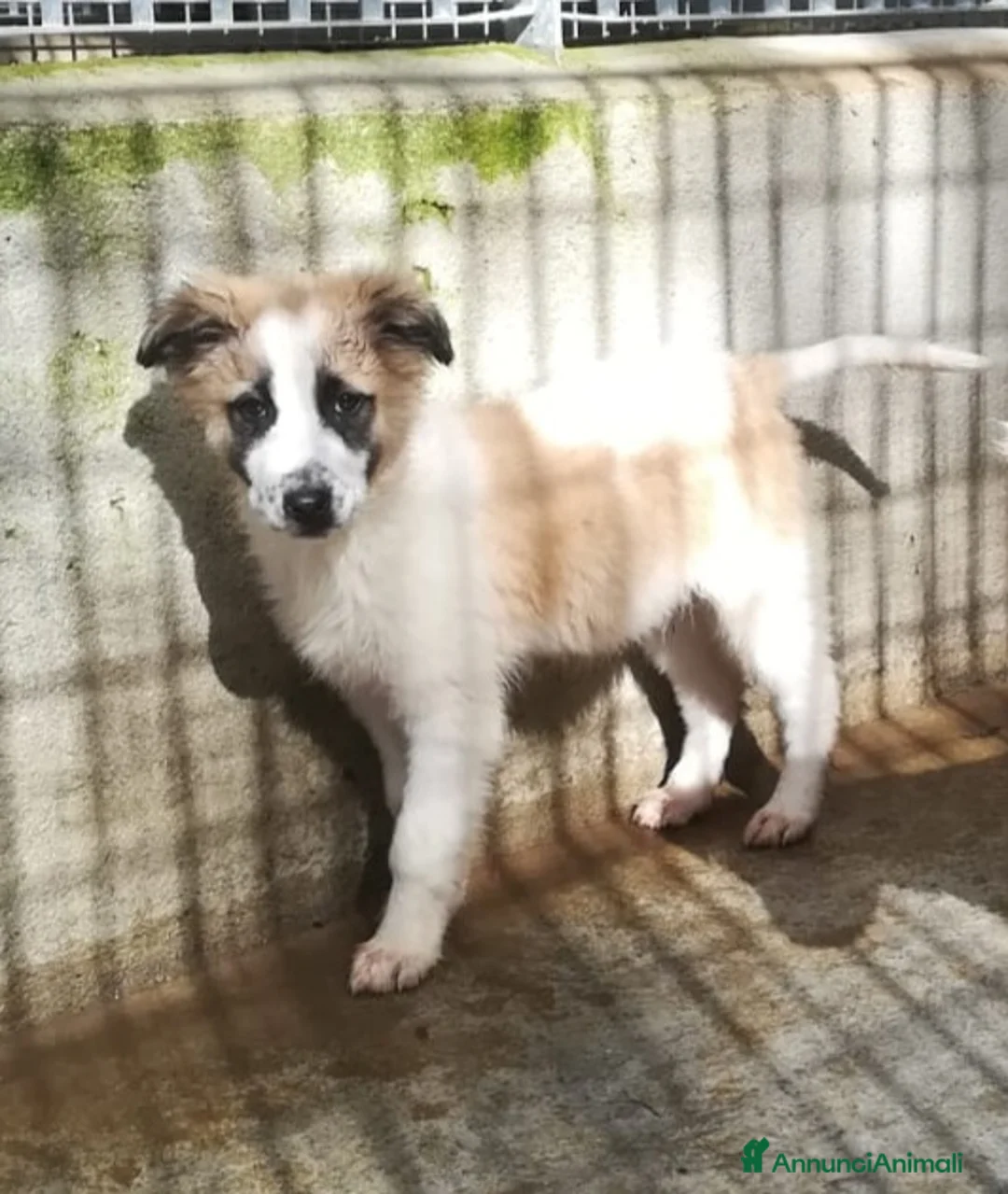 Meticcio cani in regalo: UNA MAMMA PER BISCOTTO  - Annuncio 4