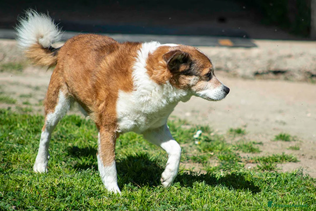Meticcio cani in regalo: NONNO PLAUTO CERCA ANCORA UNA CASA, IN ADOZIONE - Annuncio 4