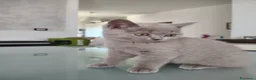 British gatti in vendita: Splendida cucciola di British Shorthair  - Annuncio 9