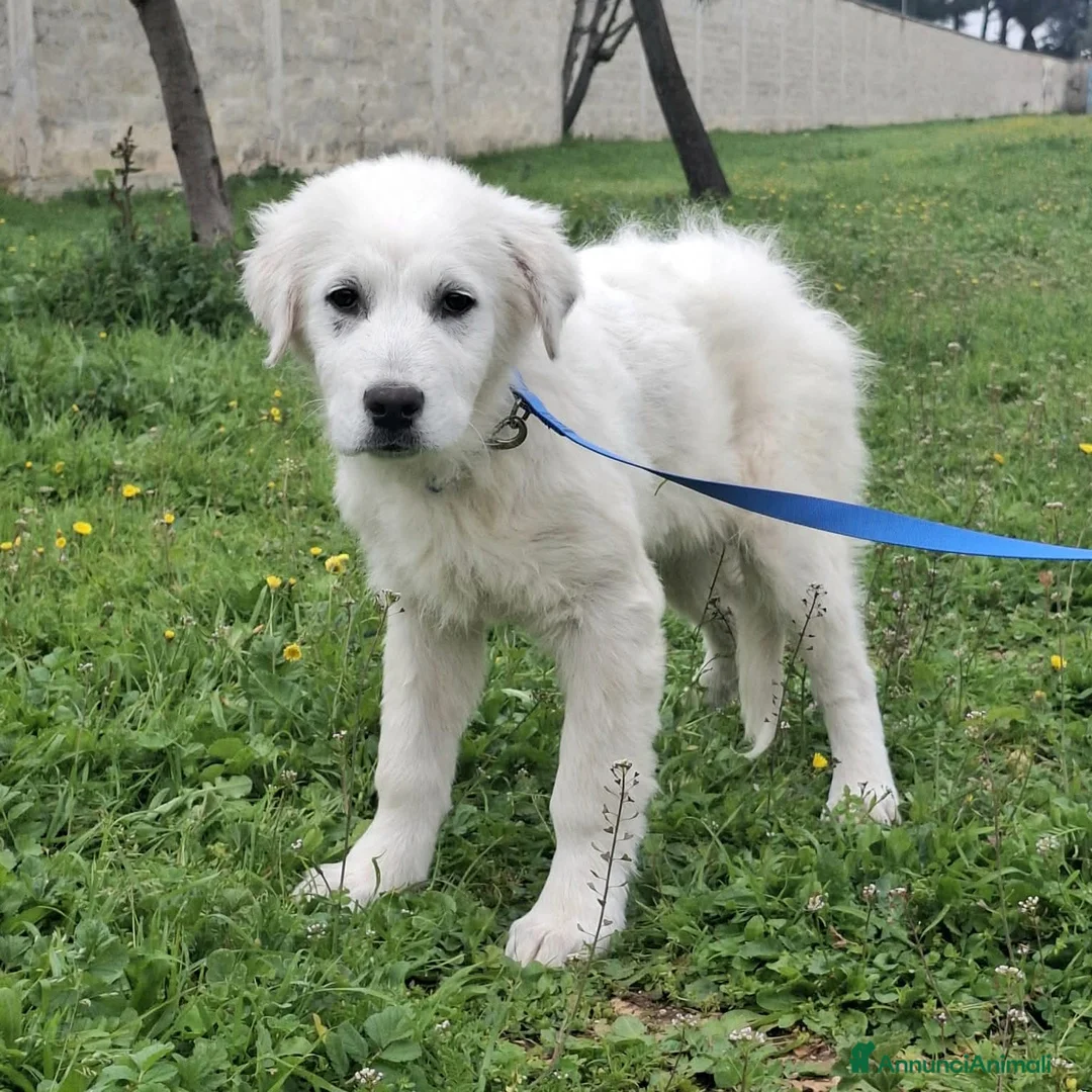 Pastore Maremmano cani in regalo: Sisma - Annuncio 2