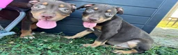 Pitbull cani in vendita: Cuccioli di Pit Bull con Pedigree anche a rate - Annuncio 5