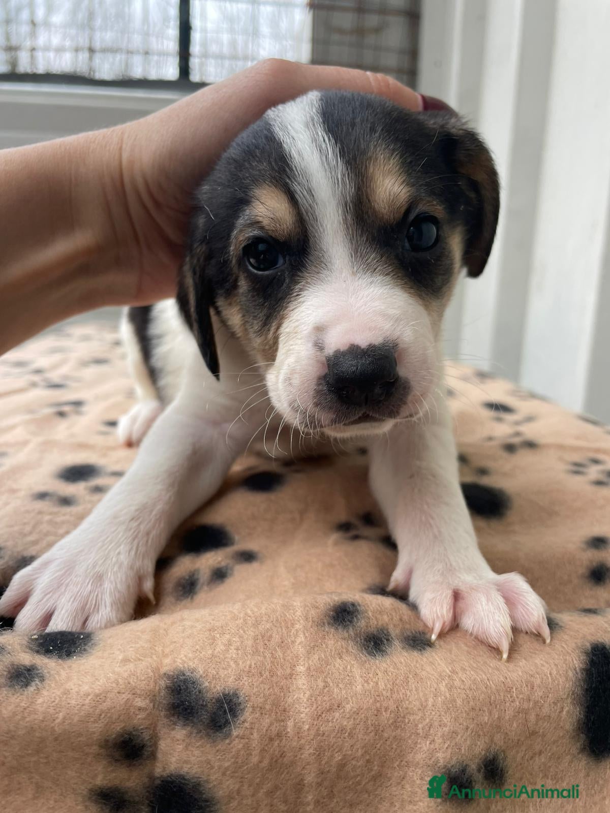 Segugio cani HALEY E SORELLINE DOLCI SEGUGINE a Città Metropolitana di Firenze - Annuncio 3