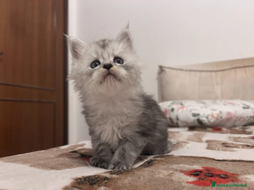 Maine Coon gatti in vendita: Maine Coon femmine pedigree AGI - Annuncio 2