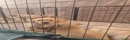 Golden Retriever cani in vendita: Cuccioli di golden retriver  a Città Metropolitana di Napoli - Annuncio 4