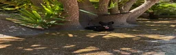 Scottish Terrier cani in vendita: Scottish terrier cuccioli - Annuncio 6