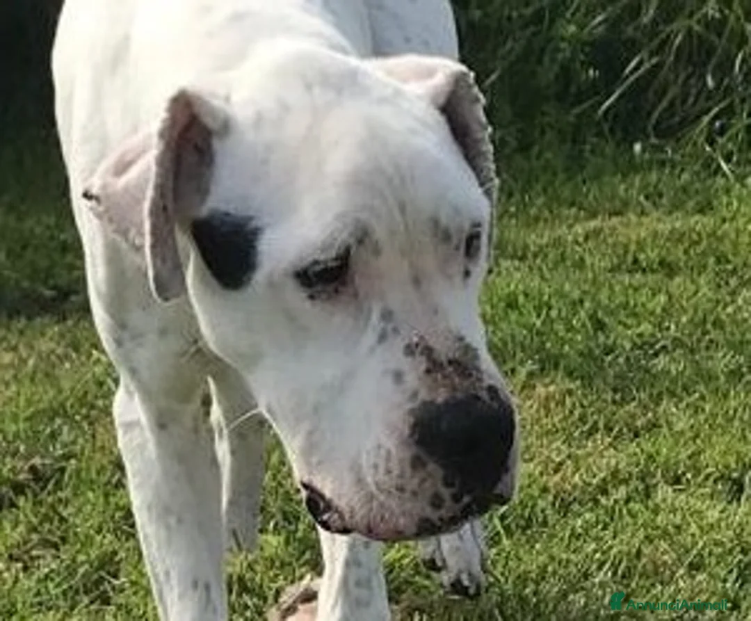 Dogo Argentino cani in regalo: DUGO il gigante buonissimo merita una casa a Provincia di Latina - Annuncio 4