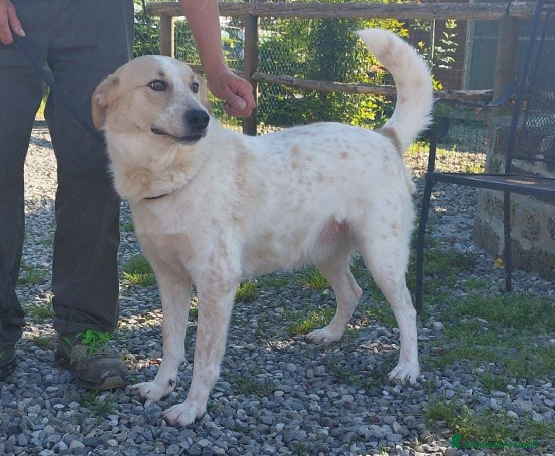 Meticcio cani in regalo: Bob cerca casa da tanto tempo... a Città metropolitana di Milano - Annuncio 5
