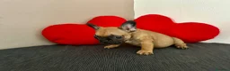 Bulldog Francese cani in vendita: Cucciolo di bulldog francese Mini Toy  - Annuncio 7