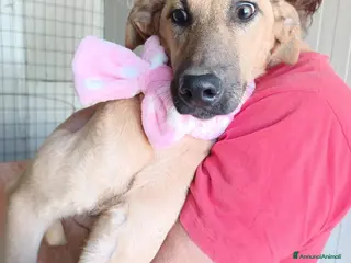 Meticcio cani LA TIMIDA ALBICOCCA a Città metropolitana di Roma Capitale - Annuncio 3