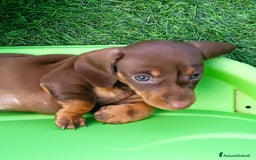 Bassotto cani in vendita: Bassotto femmina cioccolato taglia piccola  - Immagine 1