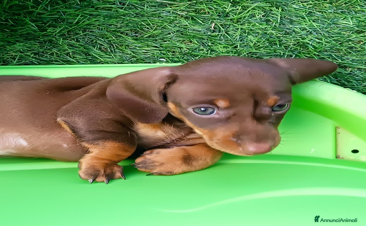 Bassotto cani - Annuncio 1