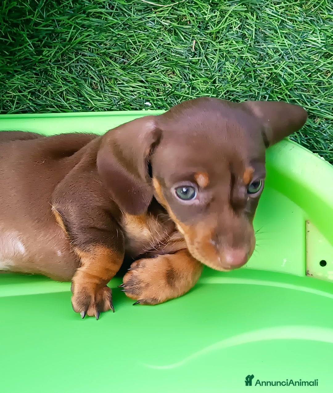 Bassotto cani in vendita: Bassotto femmina cioccolato taglia piccola  - Immagine 1