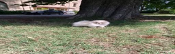 Volpino Pomerania cani in vendita: Volpino di Pomerania  - Annuncio 12