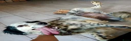 Meticcio cani in regalo: Zayra - Annuncio 5