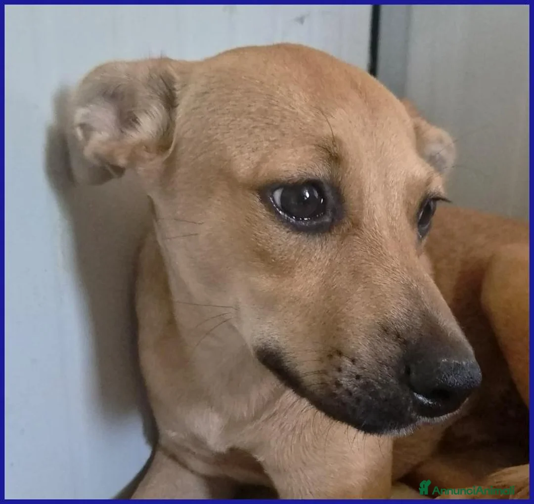 Meticcio cani in regalo: BUCCUNOTTO, DOLCE CUCCIOLOTTO 6 MESI, SOGNA UNA MA - Annuncio 2