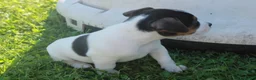 Jack Russell cani in vendita: Jack Russell terrier femmine pedigree - Annuncio 9