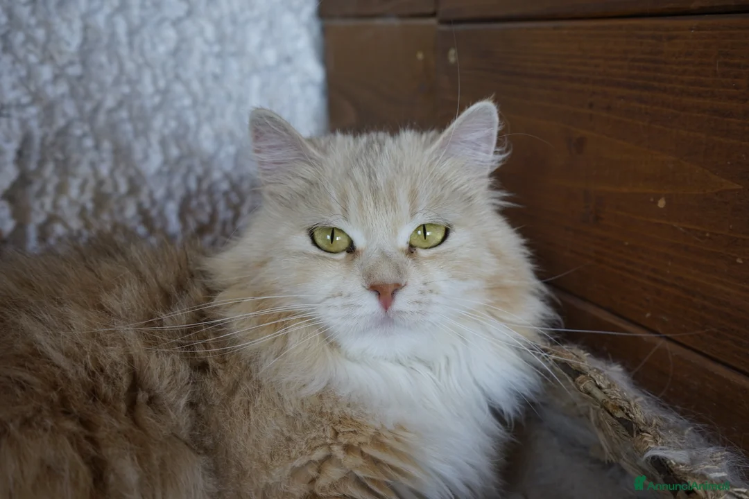 Immagine della galleria {{count}}