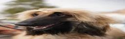 Levriero cani in vendita: BELLISSIMO CUCCIOLO LEVRIERO AFGANO a Provincia di Viterbo - Annuncio 14