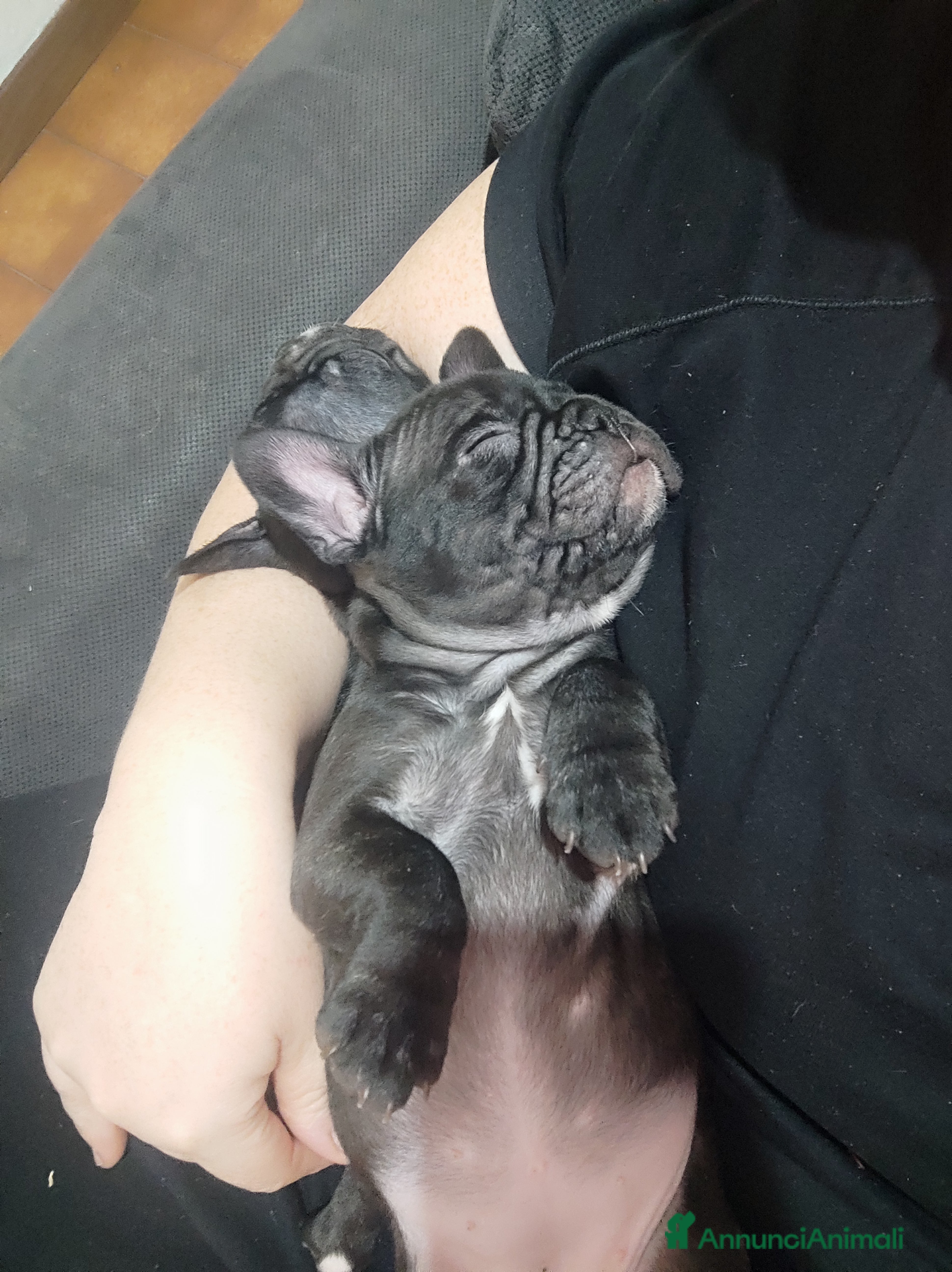 Bulldog Francese cani Cuccioli di bulldog francese  - Annuncio 2