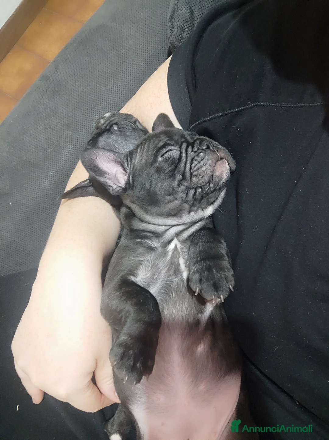 Bulldog Francese cani in vendita: Cuccioli di bulldog francese  - Annuncio 2