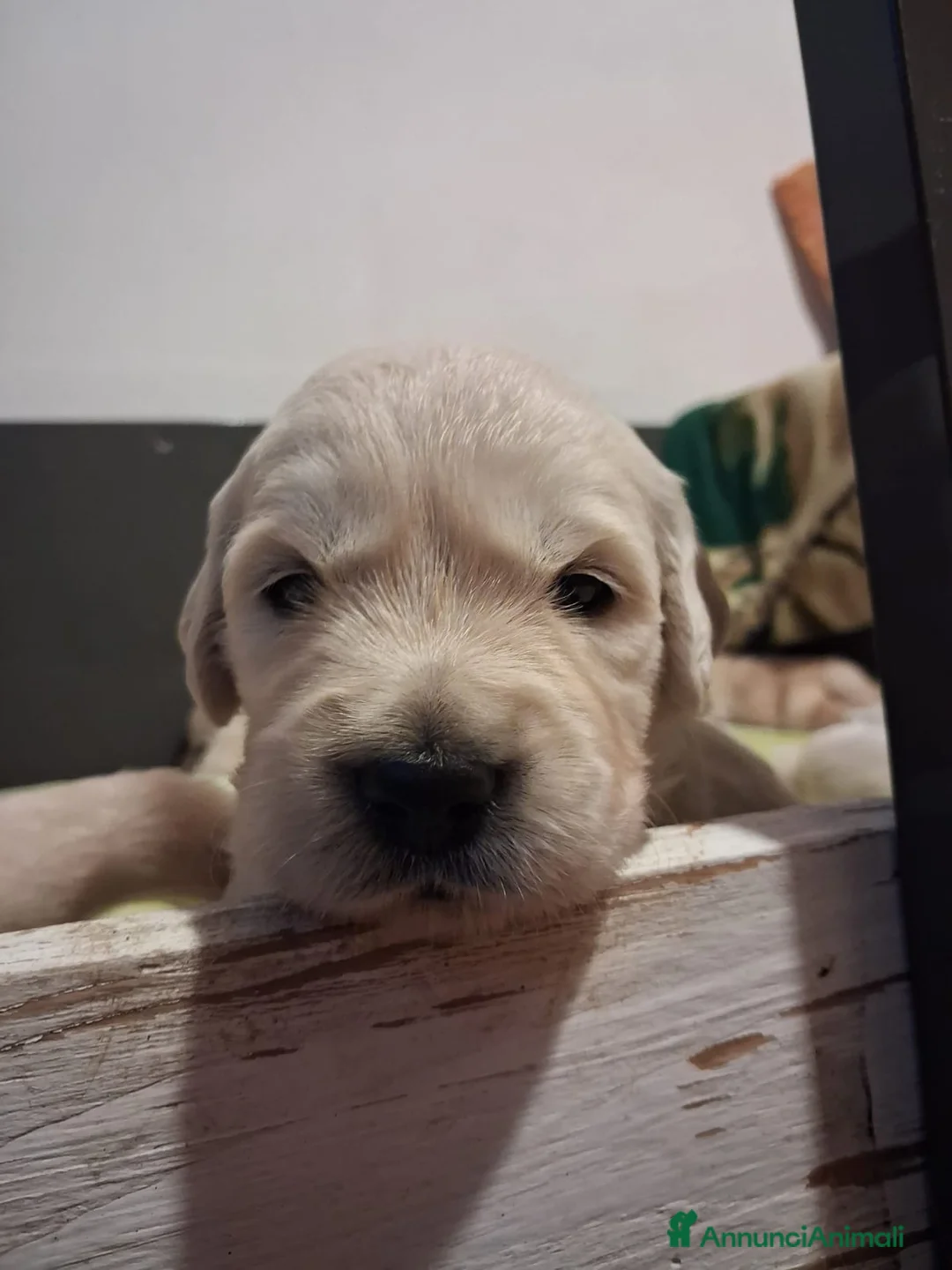 Golden Retriever cani in vendita: Vendesi cuccioli Golden Retriever - Annuncio 7