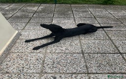 Meticcio cani in vendita: Vendo cucciola  - Annuncio 2