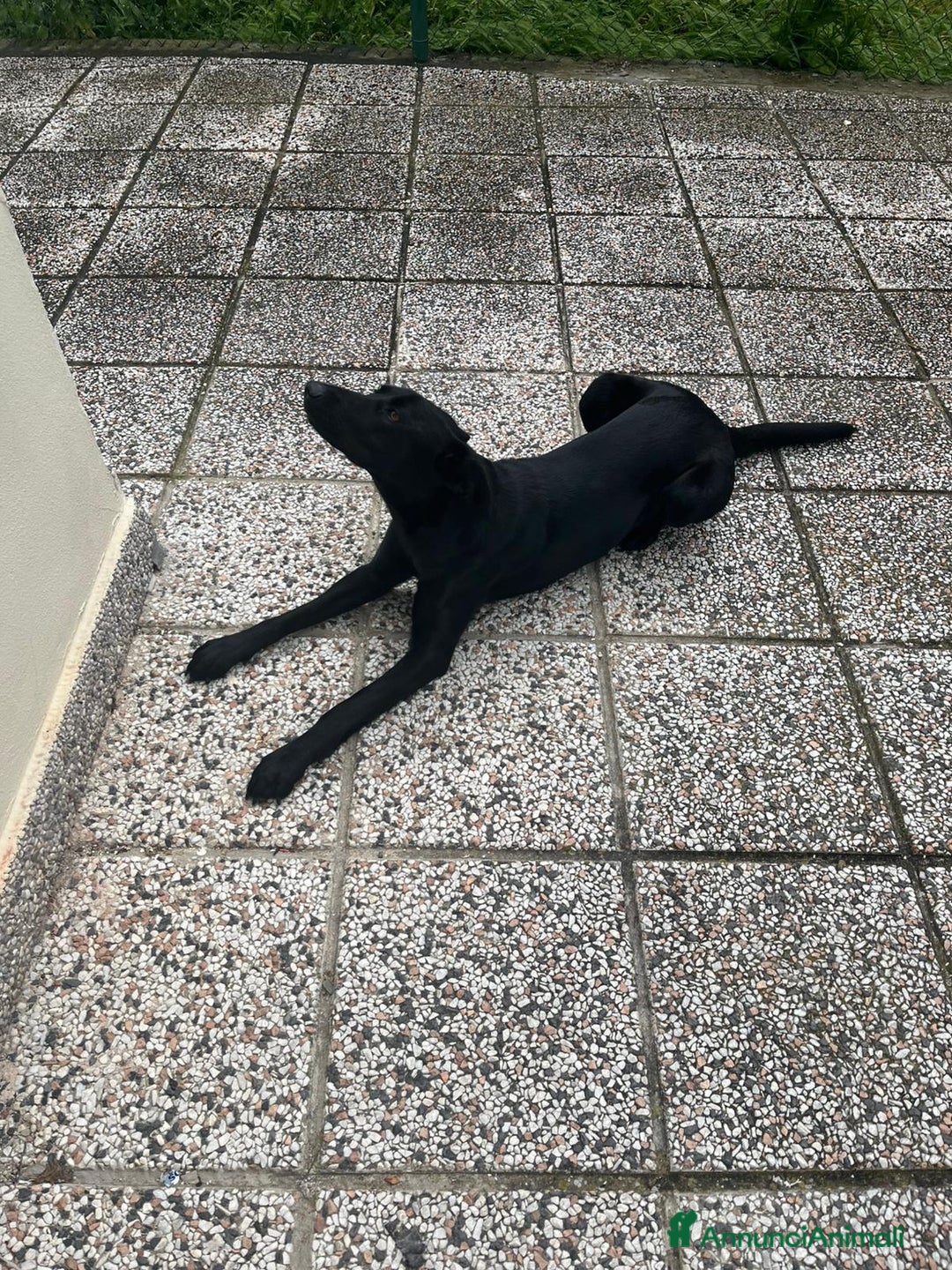 Meticcio cani in vendita: Vendo cucciola  - Annuncio 2