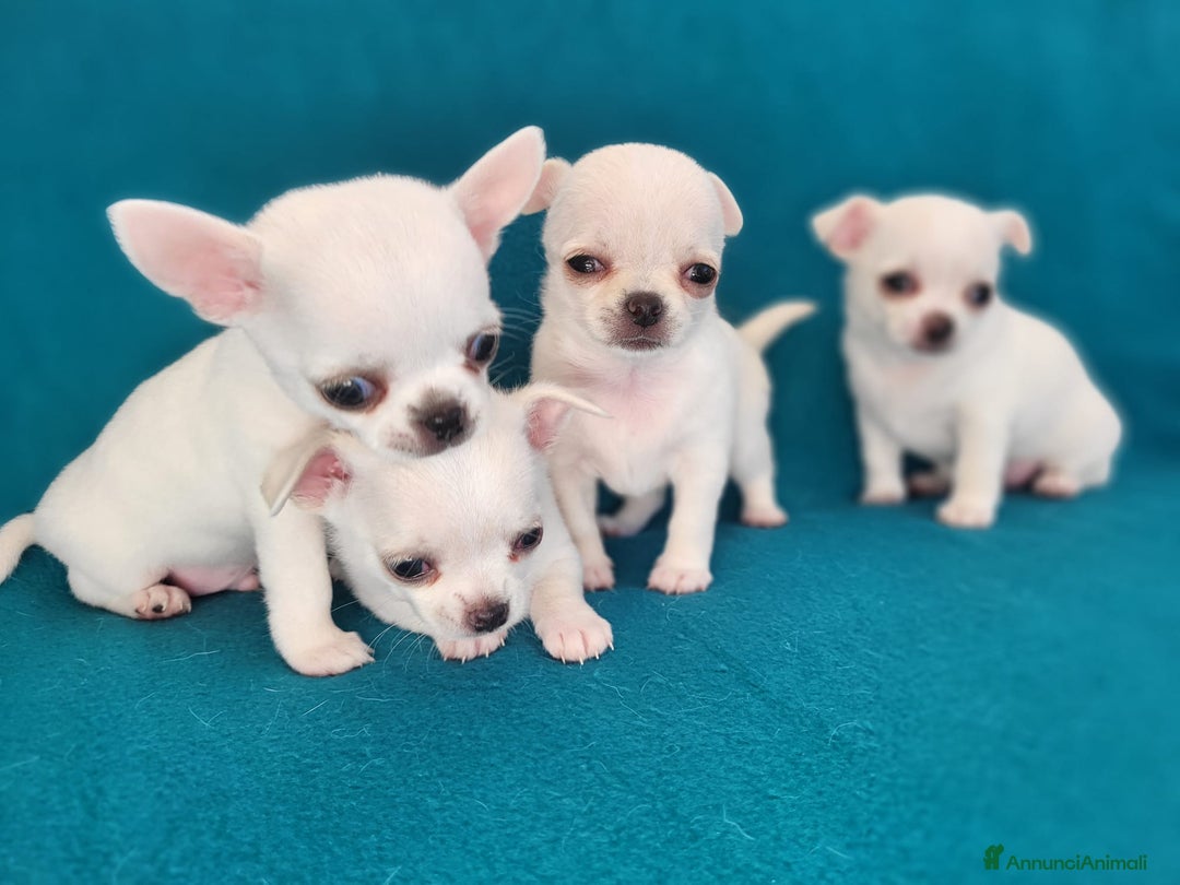 Chihuahua cani in vendita: Meravigliosi cuccioli di chihuahua bianchi - Annuncio 4