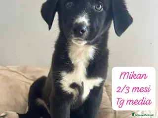 Meticcio cani Adotta un cucciolo invisibile - Annuncio 9