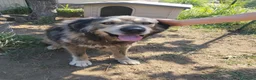 Meticcio cani in regalo: Cedesi meticcio Tore a Città metropolitana di Roma Capitale - Annuncio 1