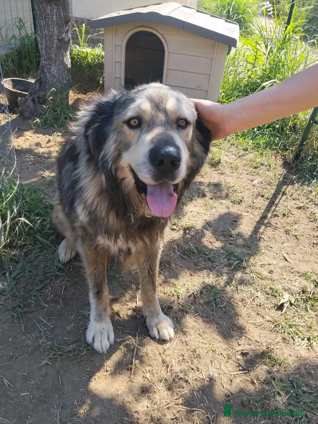 Meticcio cani in regalo: Cedesi meticcio Tore a Città metropolitana di Roma Capitale - Annuncio 1