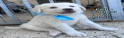 Meticcio cani in regalo: CUCCIOLI, URGENTE: TEMPO SCADUTO  a Provincia di Arezzo - Annuncio 13