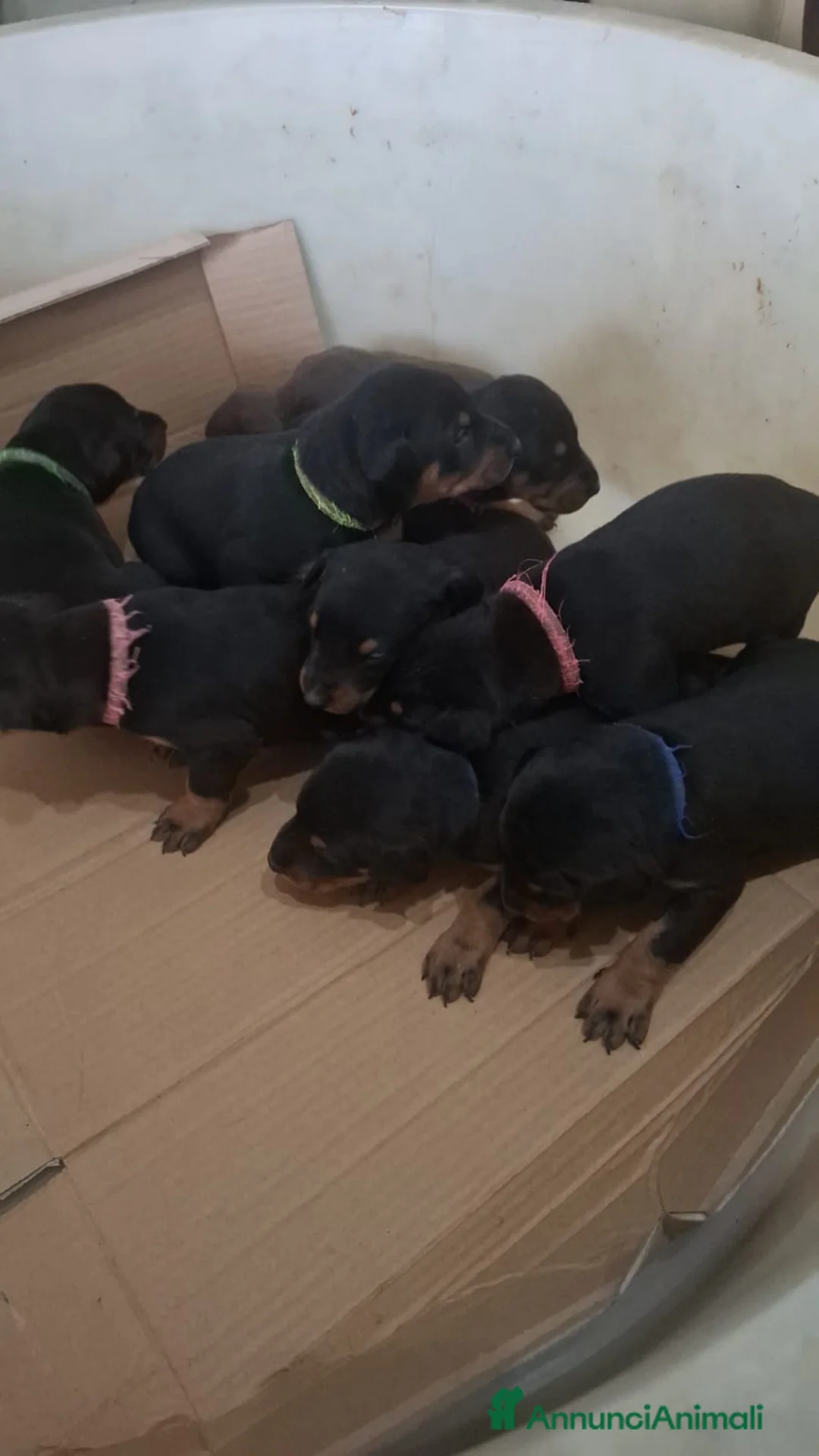 Dobermann cani in vendita: Cuccioli di dobermann  - Annuncio 6