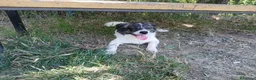 Meticcio cani in regalo: Lillo piccola taglia coccolone a Città Metropolitana di Bologna - Annuncio 8